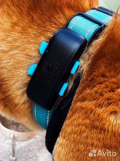 GPS трекер для собаки