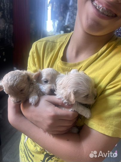 Щенки мальтипу