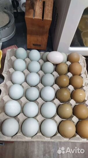 Петухи, селезни, уточки мускусные(индоутки)