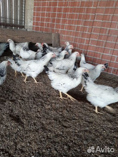 Куры несушки молодые, Не старьё под видом 8-9 мес