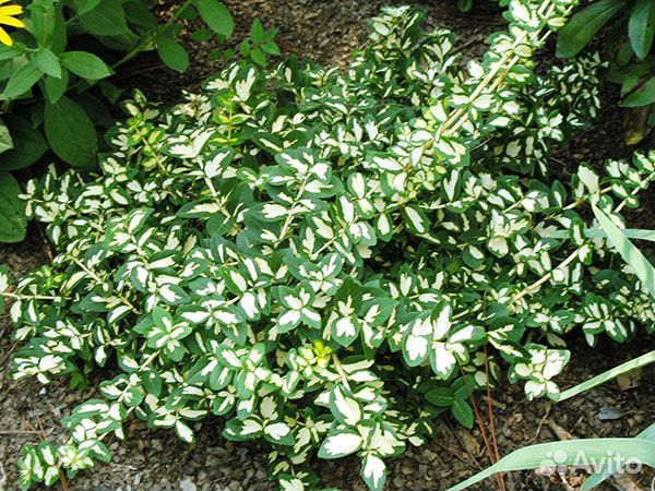 Бересклеты, Бузина,Флоксы,Герань