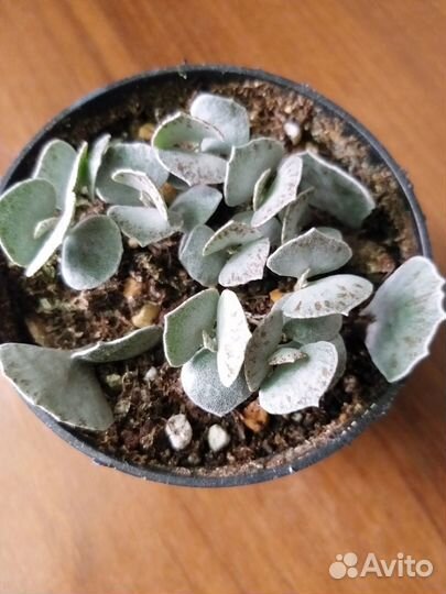 Каланхоэ ромбопилоза