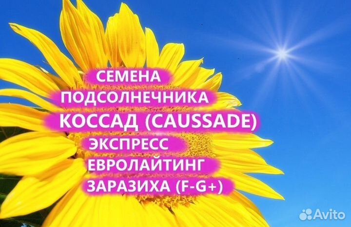Семена подсолнечника Коссад (Сaussade), Оренбург
