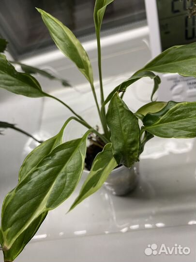 Спатифиллум Дели Индонезия