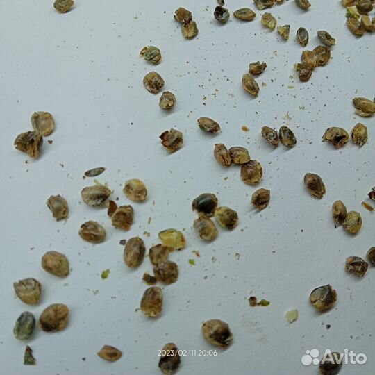 Прикормка семена конопляные для рыбалки