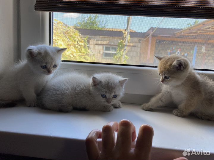 Британская шиншила