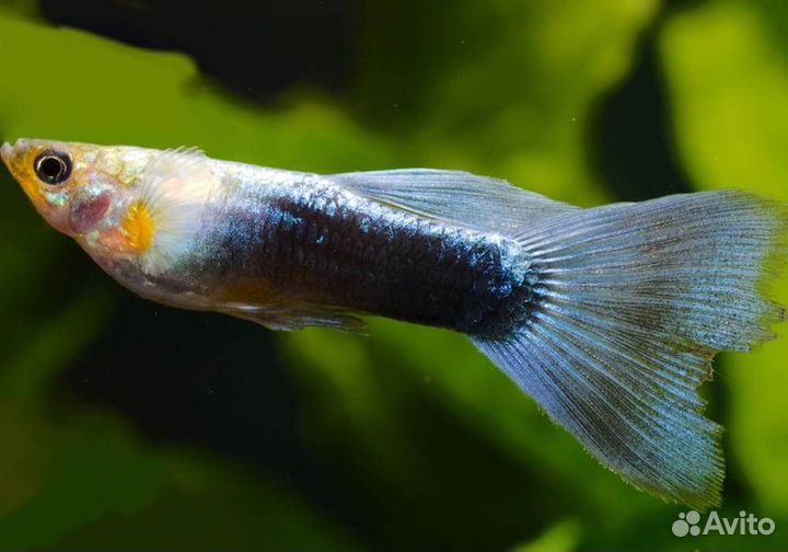 Отдам растения, меченосцев кои, частично гуппи