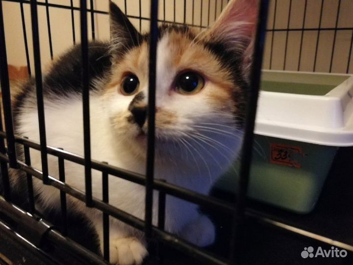 Трехцветная кошечка - к удаче