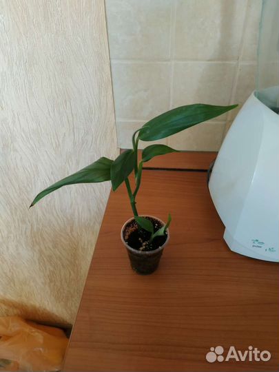 Эпипремнумы (сциндапцус)