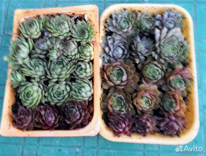 Молодило каменная роза