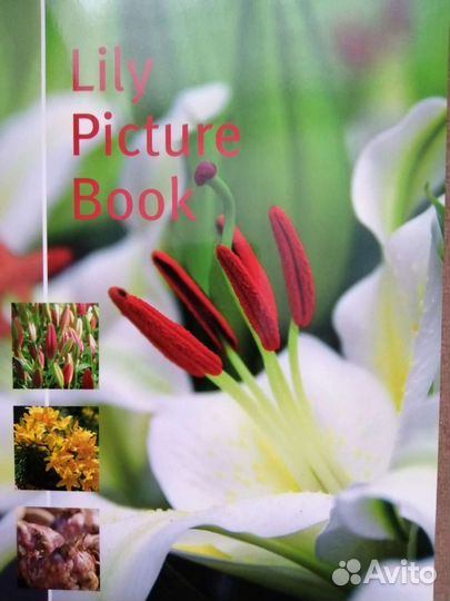 Каталог лилий