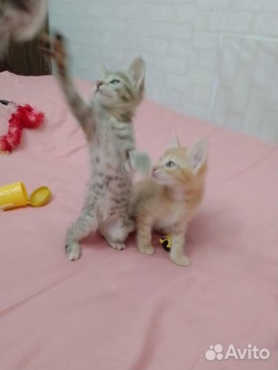 Милые котята ищут дом