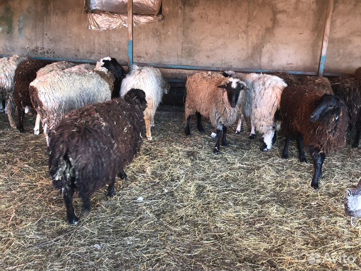 Живые бараны