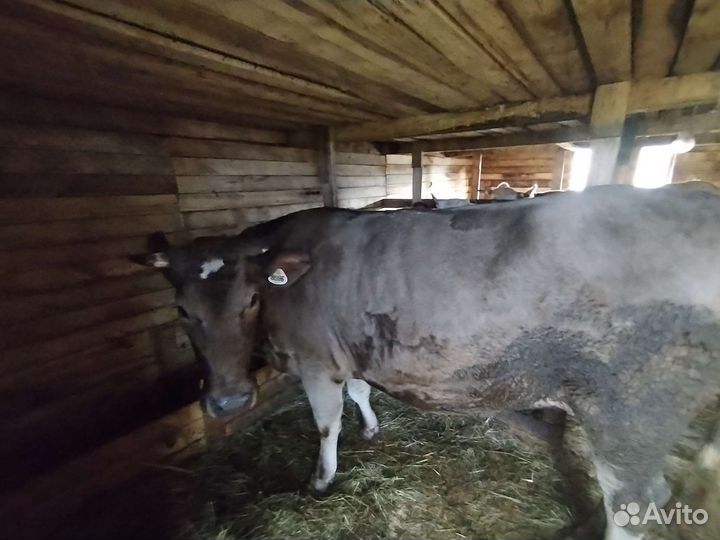 Телка стельная