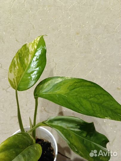 Сциндапсусы и эпипремнумы