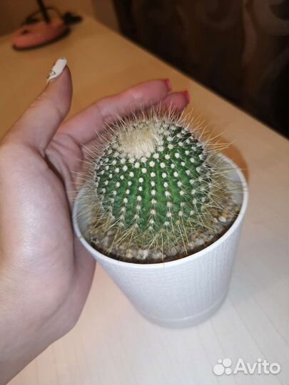 Кактус пародия крупный