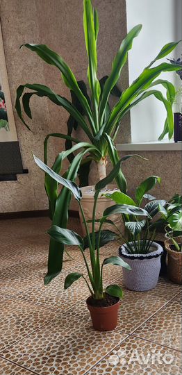 Стрелиция регина. 55см