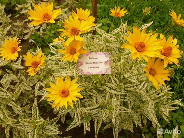 Гелиопсис 2 видов