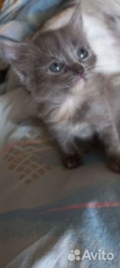 Пушишка. Котята