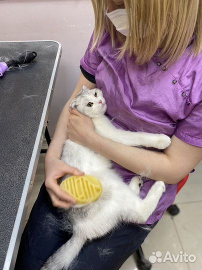 Стрижка собак