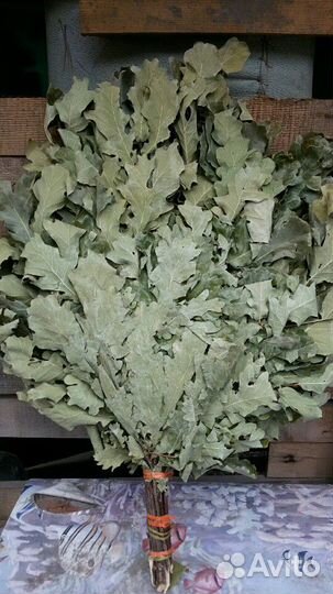 Веники, берёза, липа, вишня,дуб