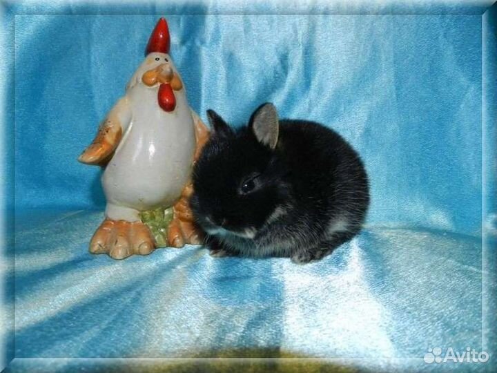 Нидерландский карликовый кролик черный оттер