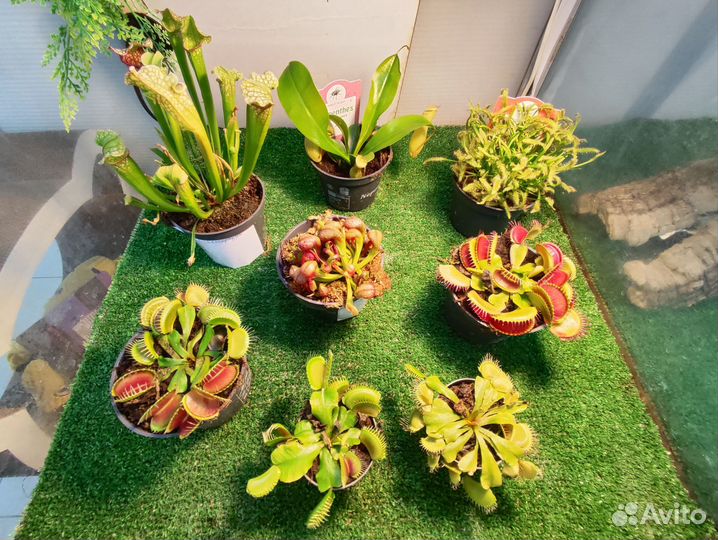 Хищные растения