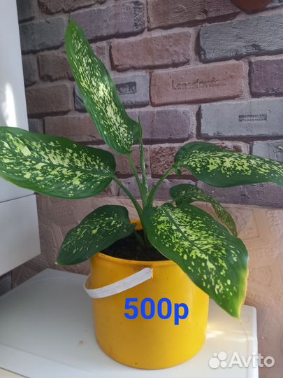 Шефлера, диффенбахия