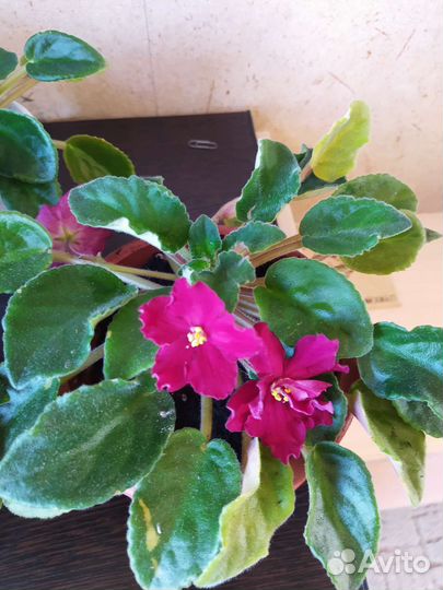 Фиалка цветущая