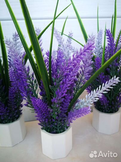 Лаванда с напылением в кашпо