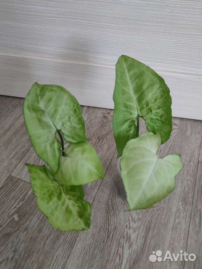 Сингониум Маранта Нетатантус Каллизия и др