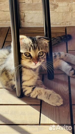 Шотландские вислоухие котята