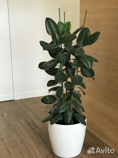 Продам фикусы большие