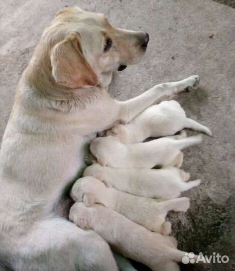 Лабрадор шоколад