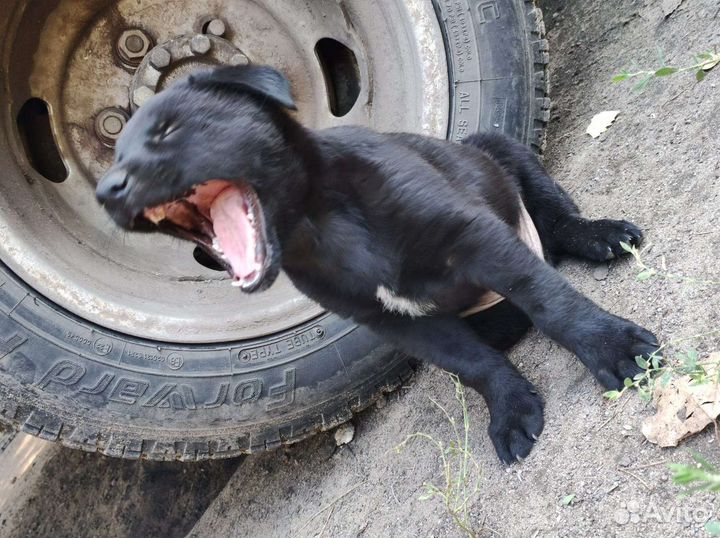 Щенки бесплатно