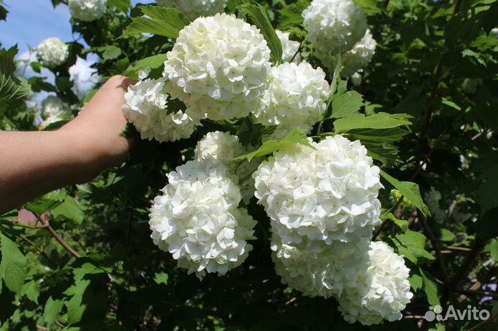 Саженцы калины Бульденеж