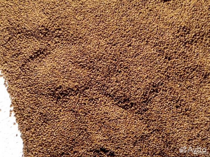 Семена люцерны