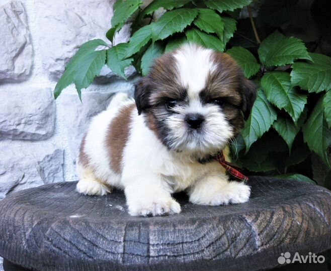 Ши-тцу - малыши