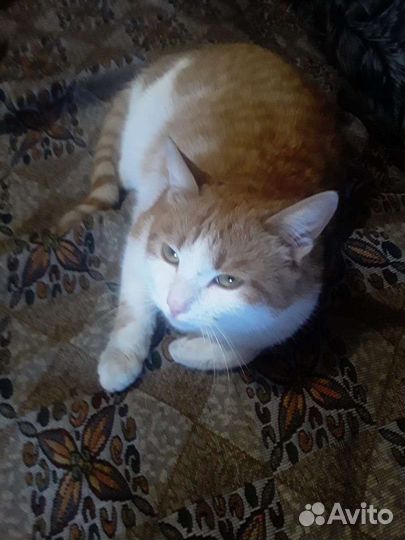 Отдам кота