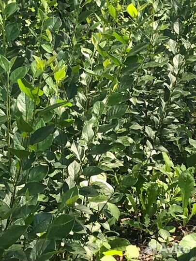 Кизильник блестящий