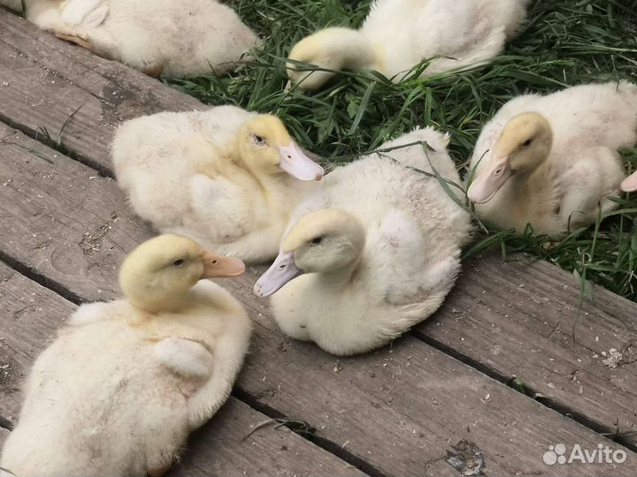 Утята бройлерные Sk-6 оптом и в розницу