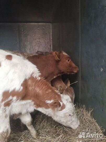 Бычки-телочки симинталки