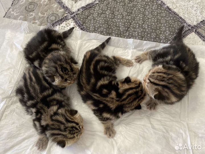 Кот на вязку