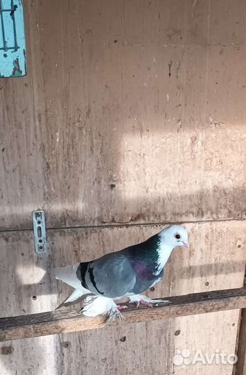 Продаются голуби пара