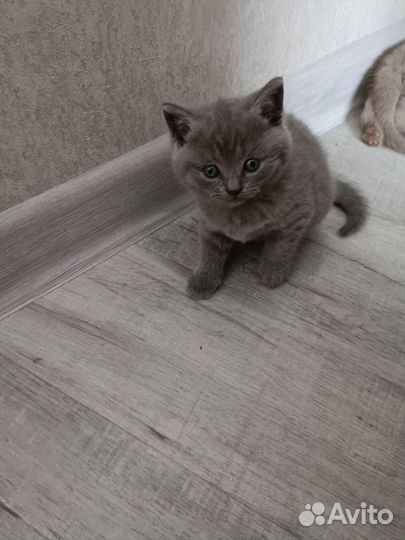 Британские котята