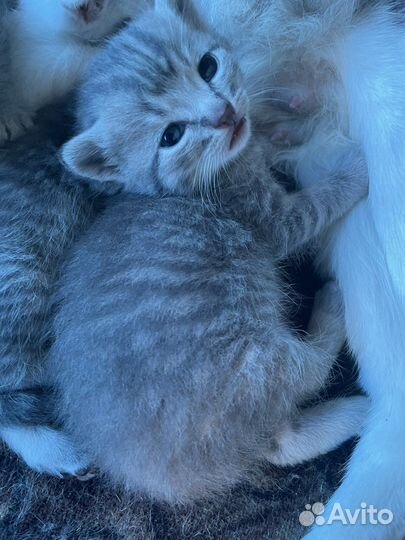 Кошка в дар бесплатно