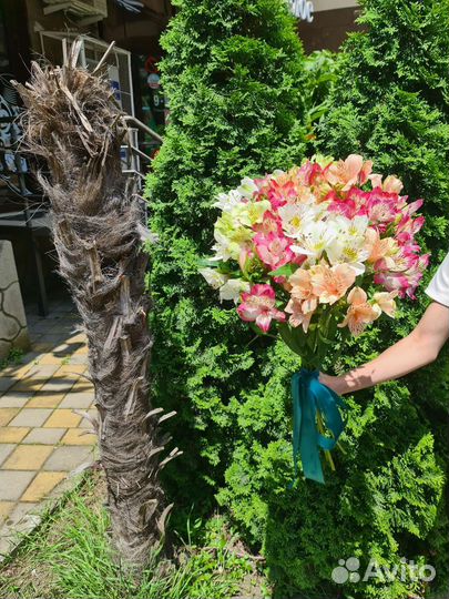 Цветы букет альстромерий