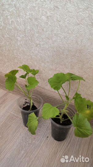 Пеларгония герань