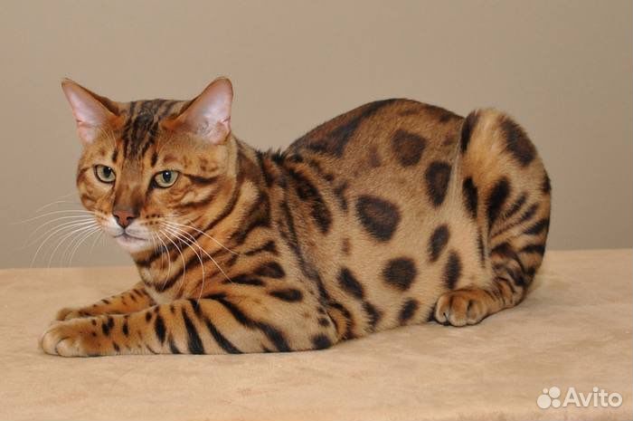 Бенгальский кот Вязка