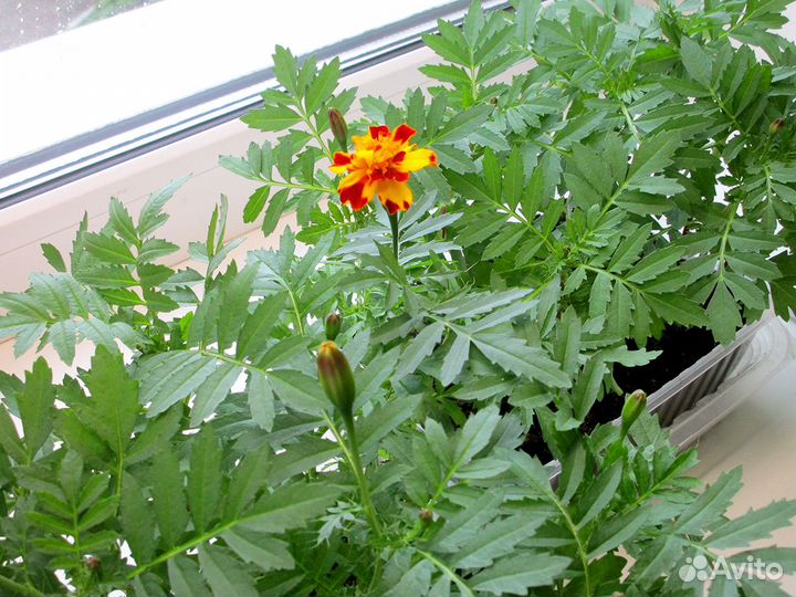 Бархатцы махровые, рассада трех сортов